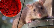 Wyjątkowy okaz w polskim zoo. Można go oglądać tylko w czerwonym świetle