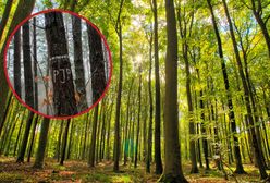 Co oznaczają znaki na drzewach? Leśnicy tłumaczą