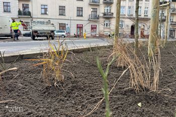 Poznań: Ulica Wyspiańskiego przechodzi kolejne zazielenianie