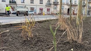 Poznań: Ulica Wyspiańskiego przechodzi kolejne zazielenianie