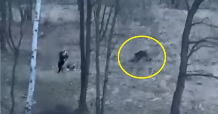 Poranny spacer z psem w Krakowie zamienił się w jogging z dzikiem [WIDEO]
