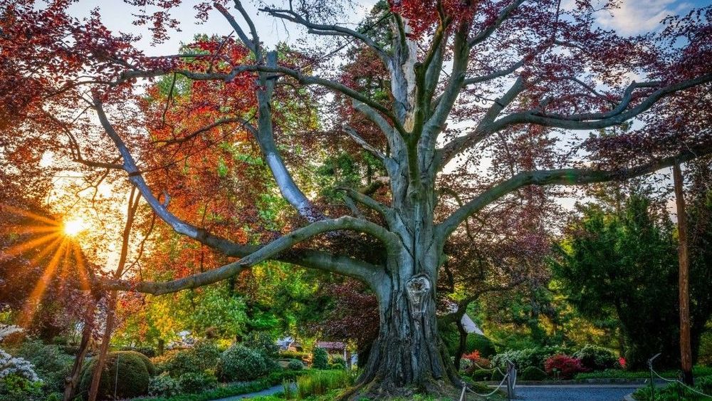 Polskie drzewo ponownie wygrało 