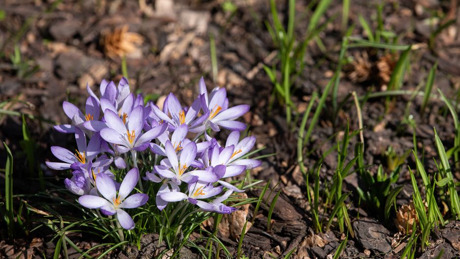 Krzysztof �wik
ciep�o, kwitnienie, Ogr�d Botaniczny Uniwersytetu Wroc�awskiego., oznaka, oznaki, wiosenne, wiosna