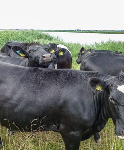 Tragiczne wydarzenia po ucieczce krowy z targu hodowców w Walii