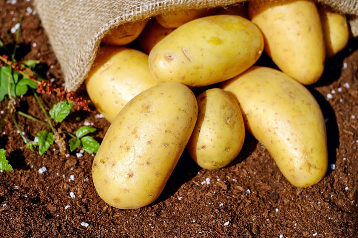 Dieta ziemniaczana na chudnięcie