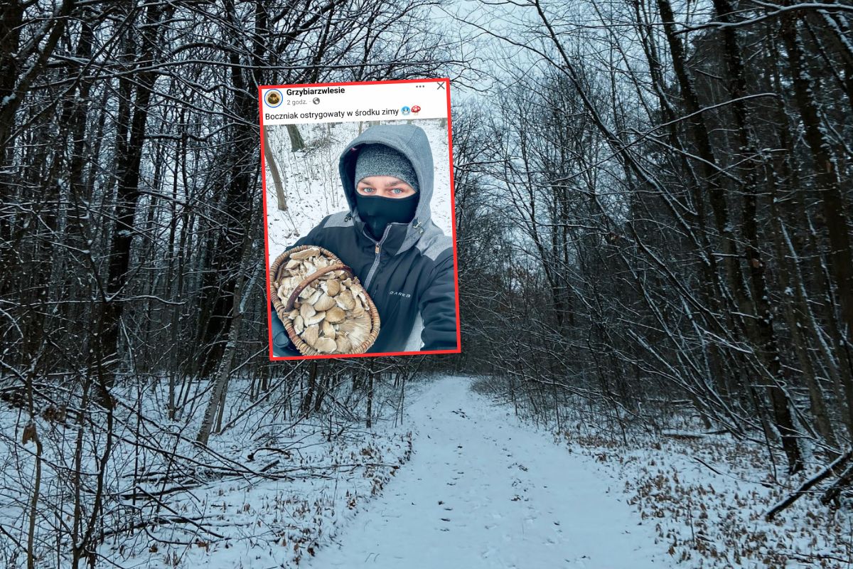Mróz mu niestraszny. Wyniósł z lasu koszyk grzybów