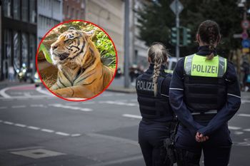 Dramat w Niemczech. Tygrys uciekł z wybiegu. Jest finał sprawy