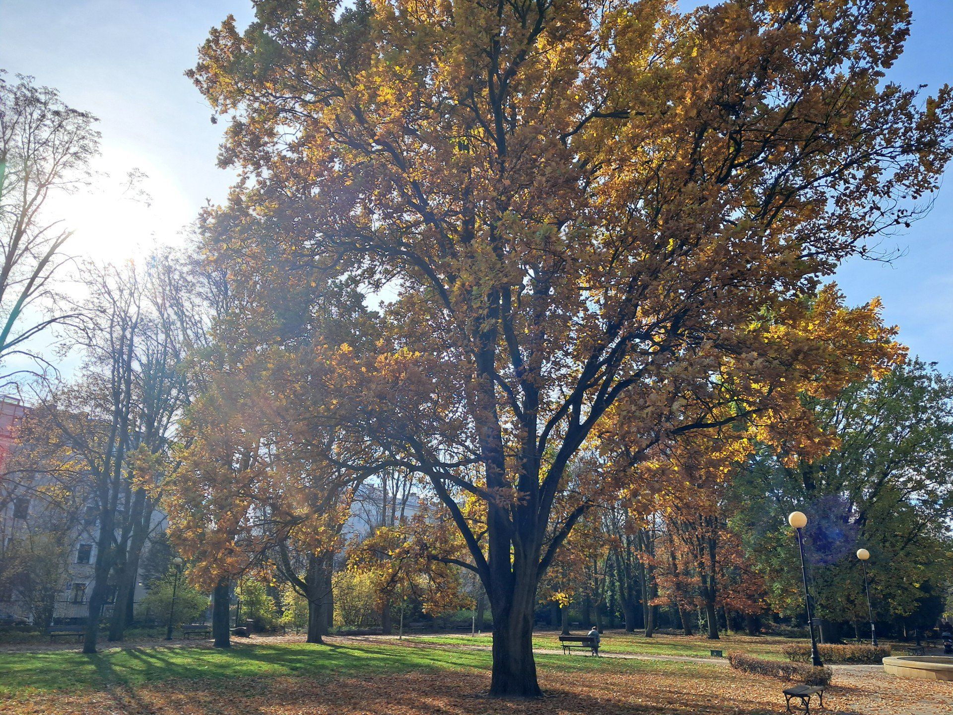 Park Dreszera w Warszawie zachwyca jesienią