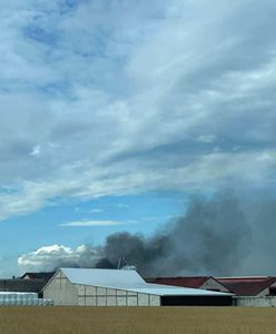Ogromny pożar na Podlasiu. Spłonęło kilkadziesiąt krów