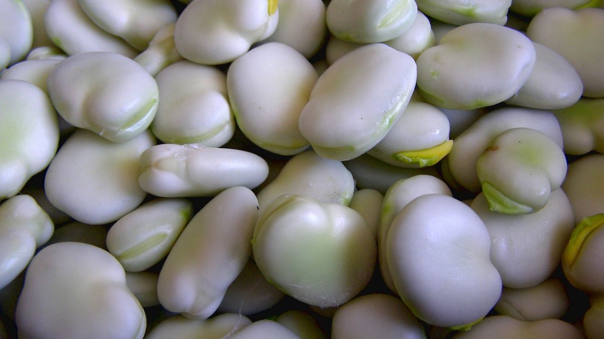 Bób jest cennym źródłem witamin i minerałów