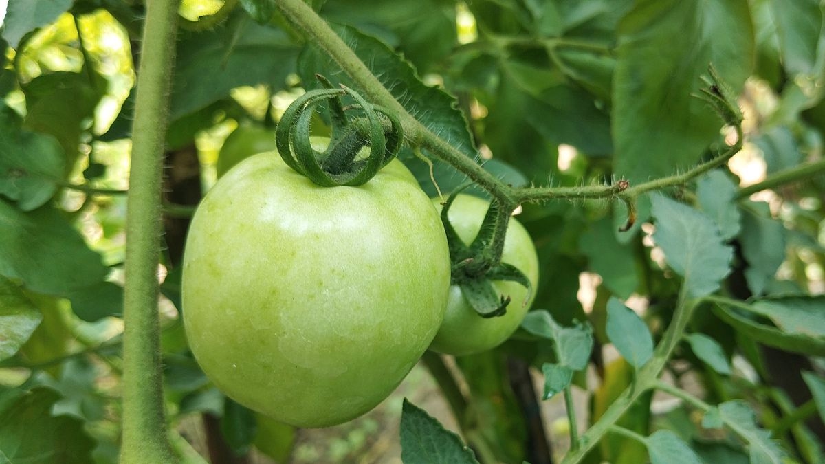 Na zielone pomidory jest kilka sposobów