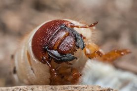 Błyszczące jabłka zawdzięczają swój wygląd wydzielinie z robaków (WIDEO)