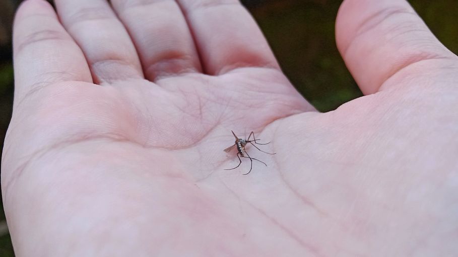 Nowy środek pomoże skutecznie odstraszyć komary