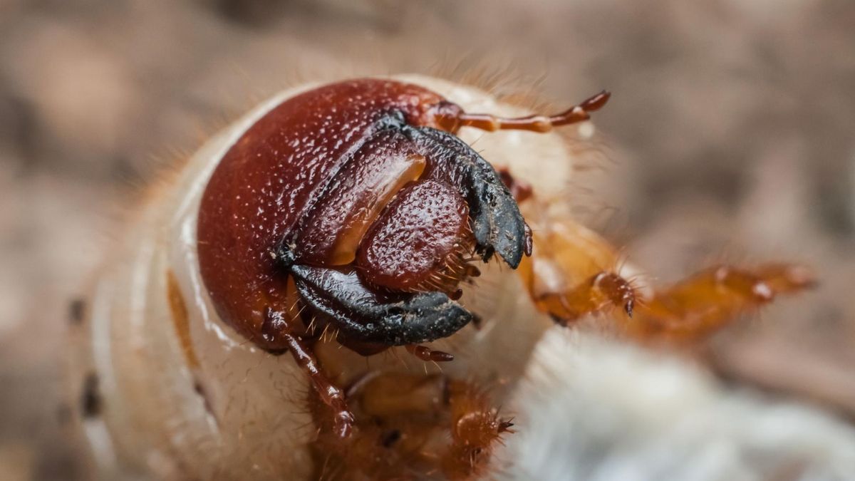 Jabłka pokryte są wsokiem z robaków
