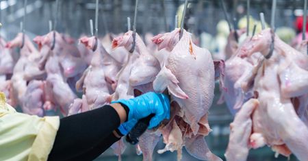 Niekontrolowany import mięsa. Drobiarze czekają na reakcję rządu
