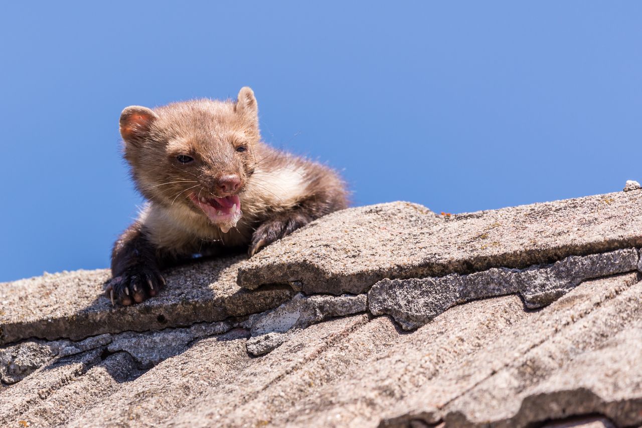 How to keep martens out of your attic and away from your car