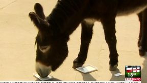 Euro 2016: Zidane z Wrocławia wytypował wynik meczu Polski