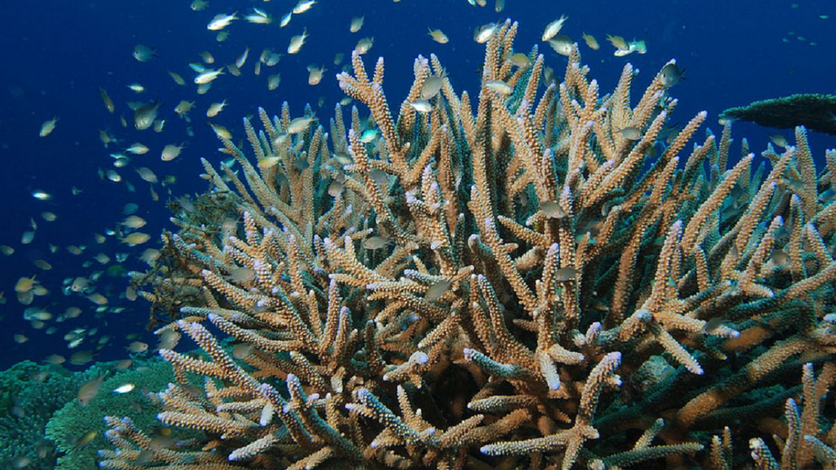 Kobieta przywiozła z Egiptu koralowca, który jest pod ochroną.