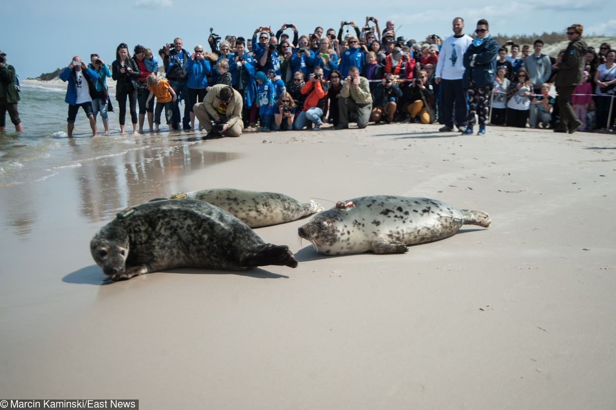 Turyści grożą bojkotem nadmorskich smażalni ryb. To będzie ich zemsta za zabijanie fok