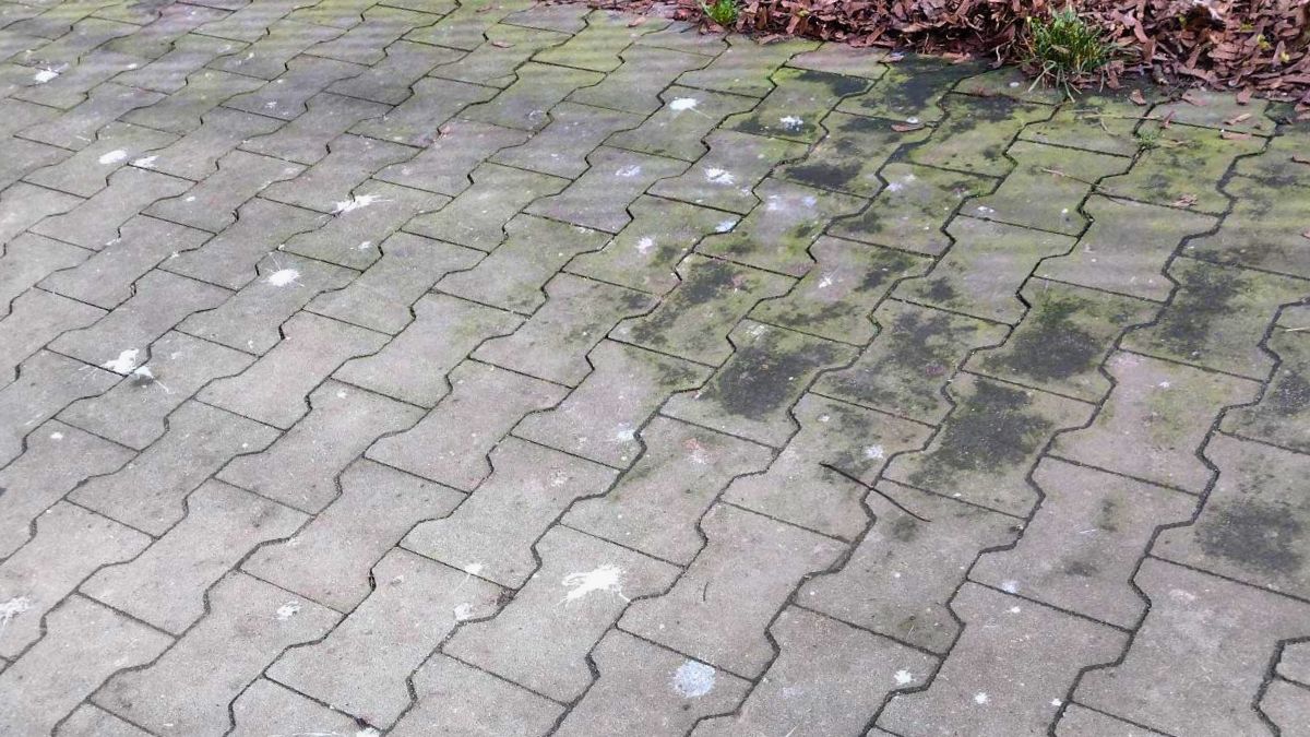Jak usunąć odchody gołębi z kostki brukowej?