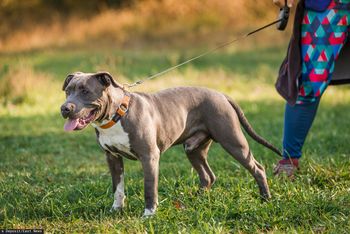 Horror na ulicach Częstochowy. Amstaff pogryzł kobietę