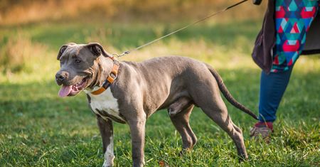 Horror na ulicach Częstochowy. Amstaff pogryzł kobietę