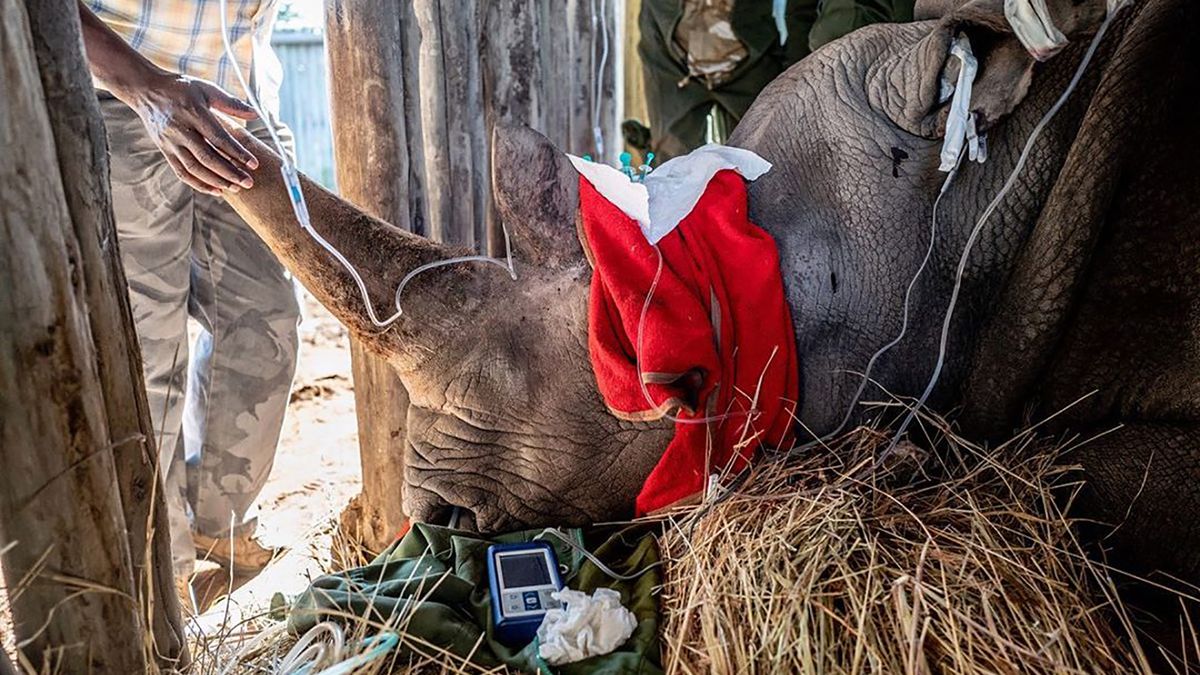 Justin Mott udokumentował życie ostatnich nosorożców białych w Kenii 1