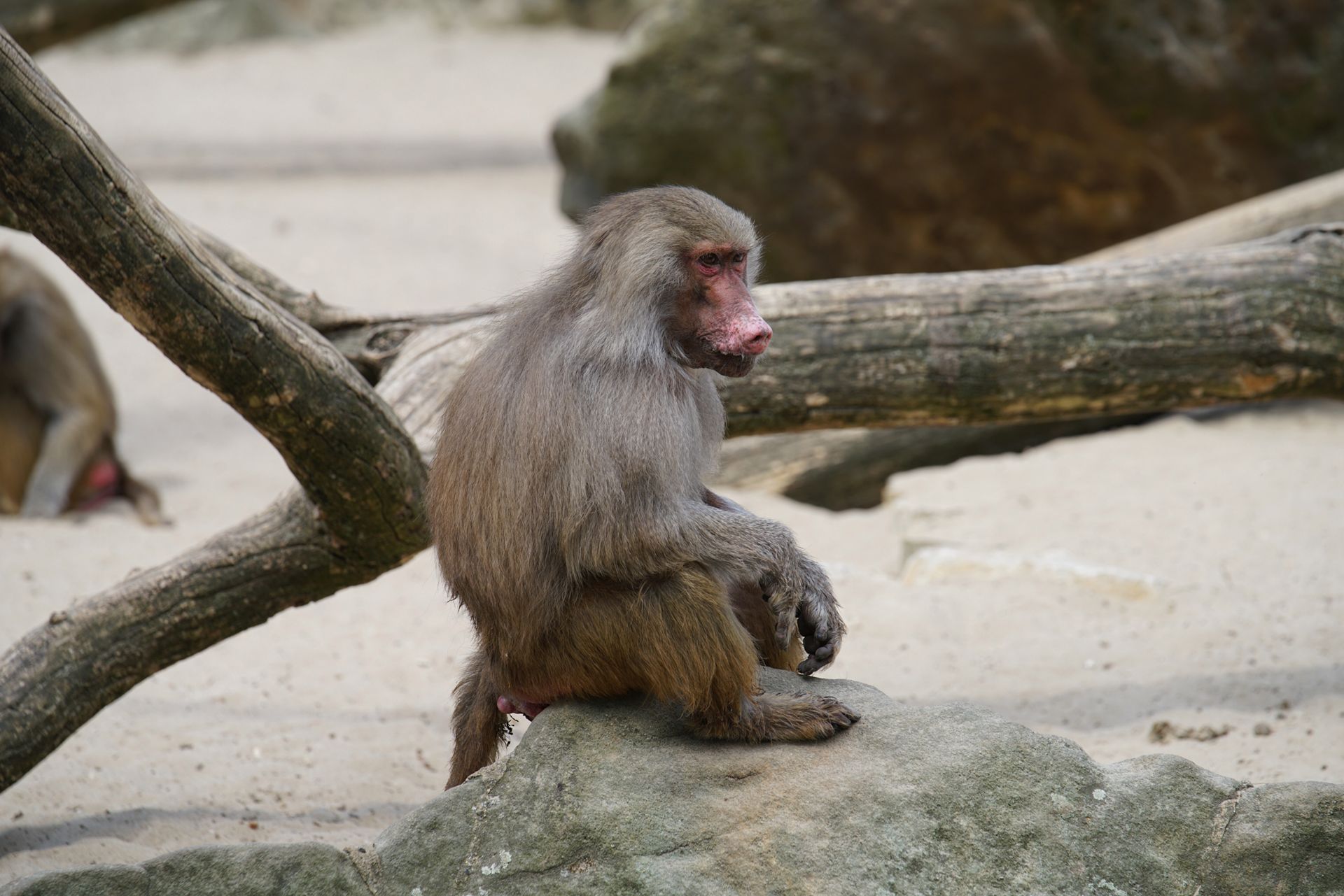 Sony FE 70–200 mm f/2.8 GM OSS - zdjęcia przykładowe z ZOO w Berlinie 29