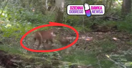 Nagranie z głębi puszczy. "Taki widok to hit". Warto wytężyć wzrok