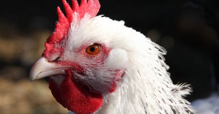 Urząd ostrzega: mięso z kurczaków z superbakterią