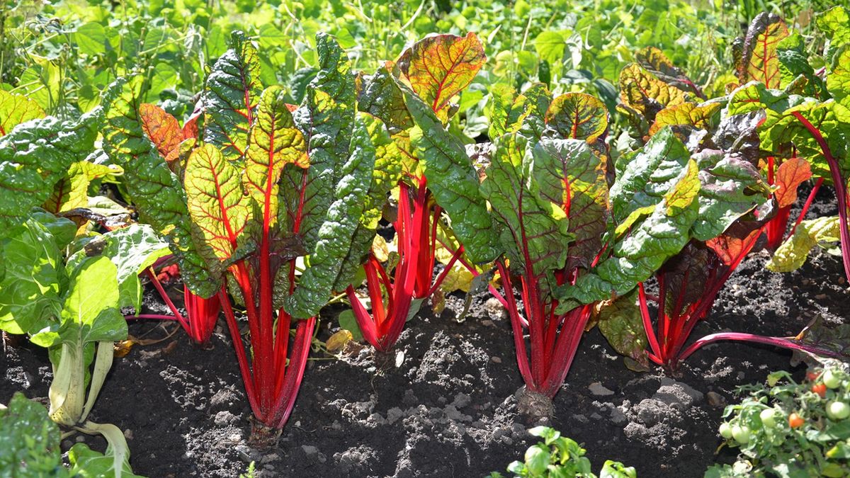 W Polsce go nie doceniamy. Doskonale oczyszcza wątrobę i nerki