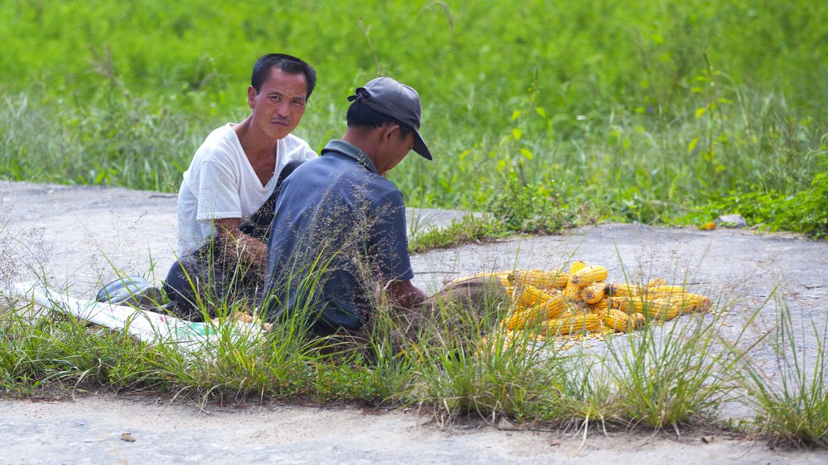 Zbiory kukurydzy w Korei Północnej. Pod czujnym okiem żołnierzy, sprawdzających każdy ruch