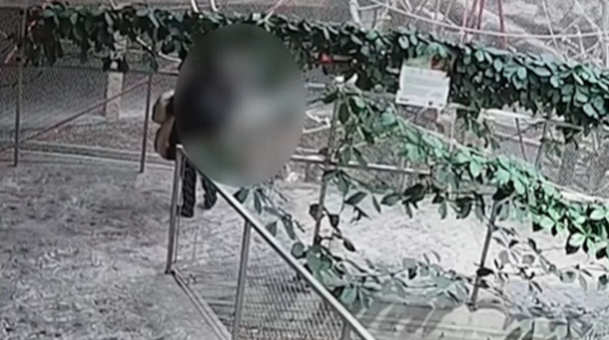 Dokarmiała zwierzęta w zoo. Naleśniki zaszkodziły orangutanom.