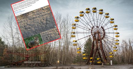 Tajemnicze zwierzę w Czarnobylu. Nie wiedzą, skąd tam się wzięło