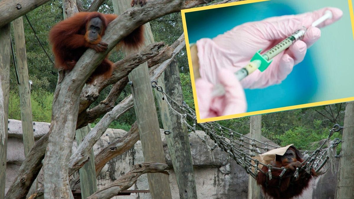 Małpy zostaną zaszczepione w pierwszej kolejności (fot. Brett Rosenbach, wikipedia)