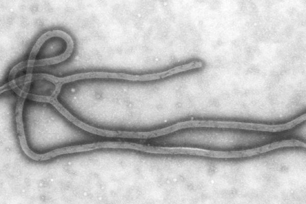 Brytyjski rząd obawia się wykorzystania eboli do ataku terrorystycznego