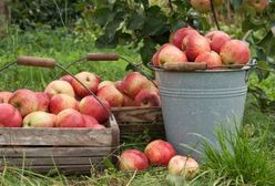 Rosja chce wstrzymać import naszych jabłek