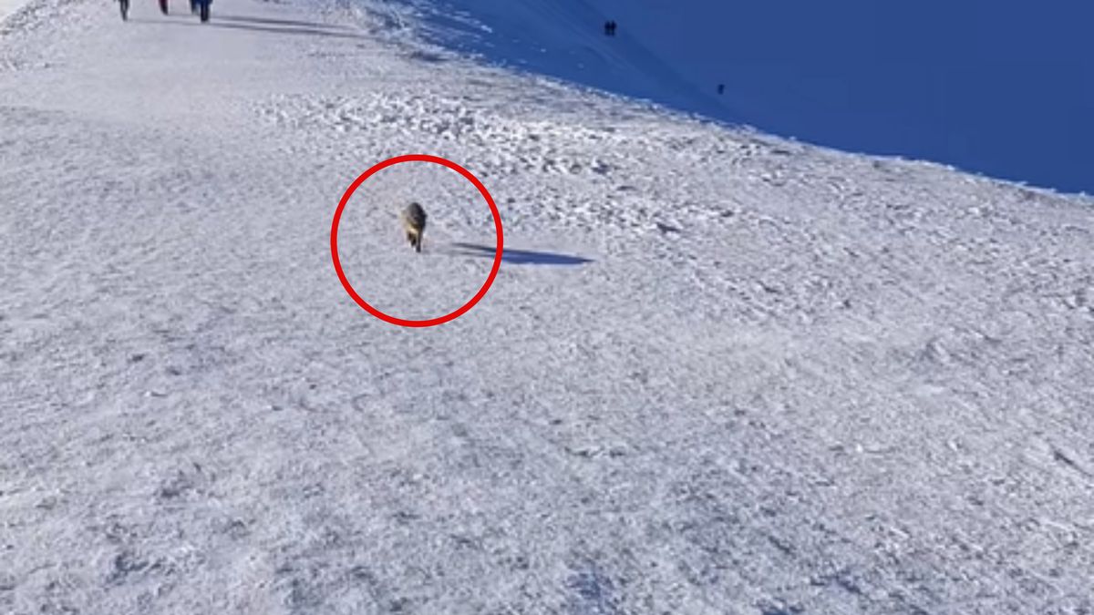 W Tatrach napotkał lisa.