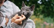 Alergia pokarmowa u kota – objawy i jak sobie z nimi radzić?