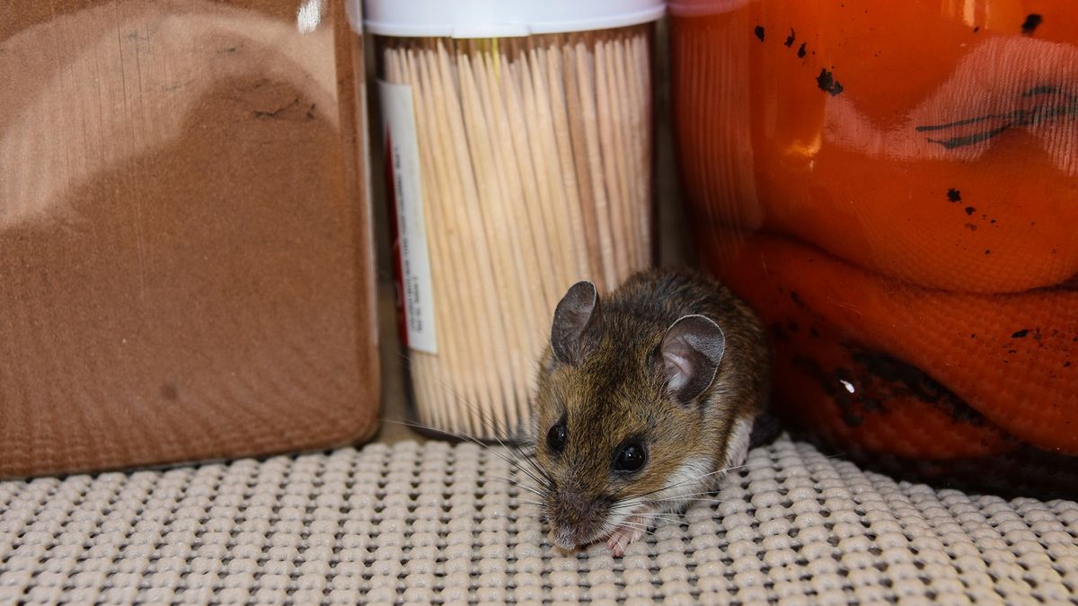 Sposób na myszy w kuchni.