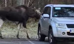 Taki widok na parkingu. Leśnicy aż przecierali oczy ze zdumienia