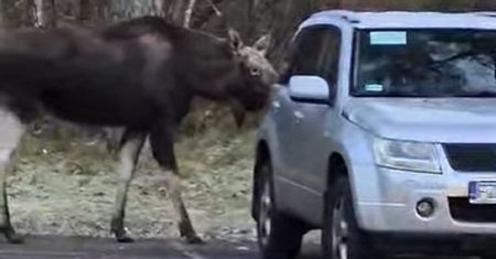 Taki widok na parkingu. Leśnicy aż przecierali oczy ze zdumienia