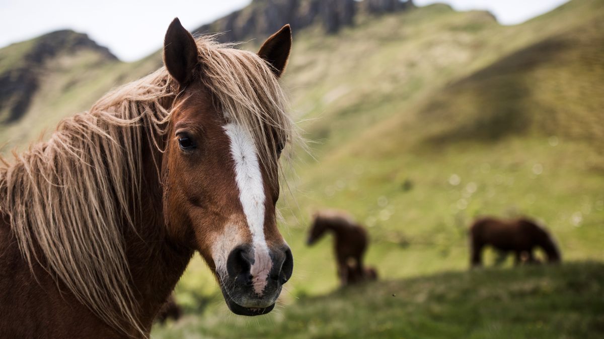 Koń może odpisać na wiadomości
