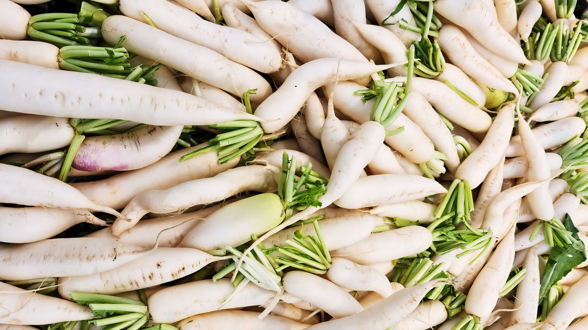 Biała rzodkiew