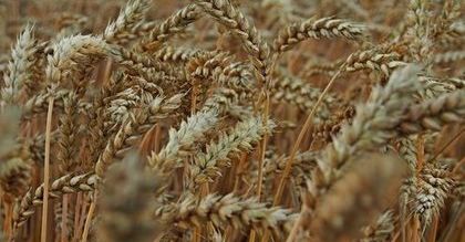 GUS: w lipcu początek żniw, potaniały produkty roślinne