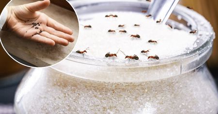 Wyjmij z kuchennej szafki i rozsyp. Zapomnisz o mrówkach