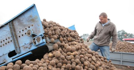 Zamiast ziemniaków na talerzach sorgo