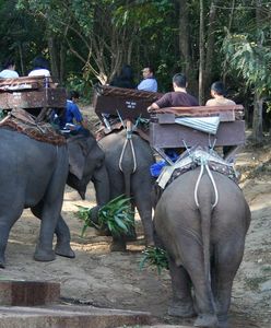 Koronawirus w Tajlandii. Przez brak turystów słonie mają lepsze życie