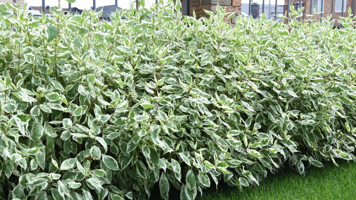 Co posadzić zamiast tui?