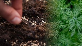 Co siać we wrześniu? Te warzywa zdążą jeszcze wyrosnąć przed zimą